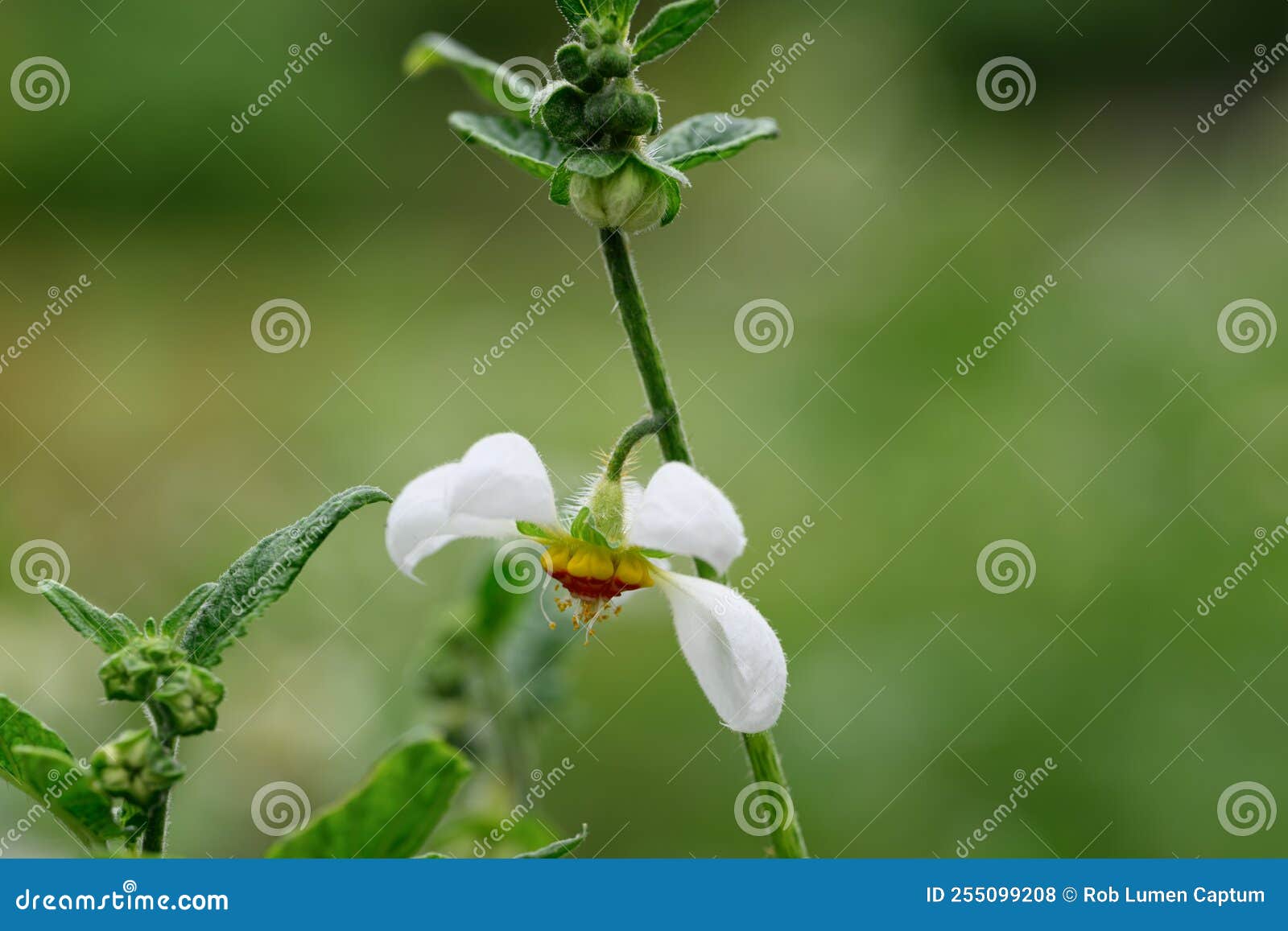 chilean stinging nettle loasa triphylla var. vulcanica a pending white flower